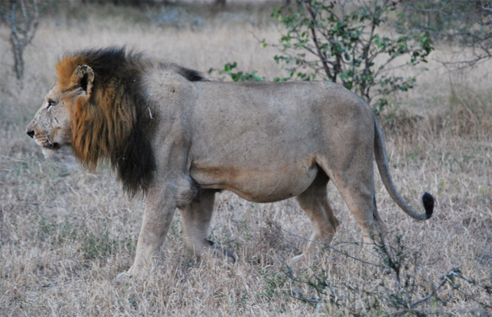 lion