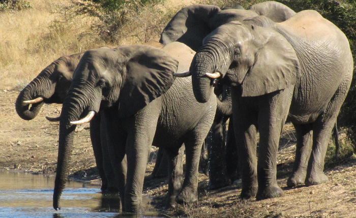 Elephants drinking from the dam!
