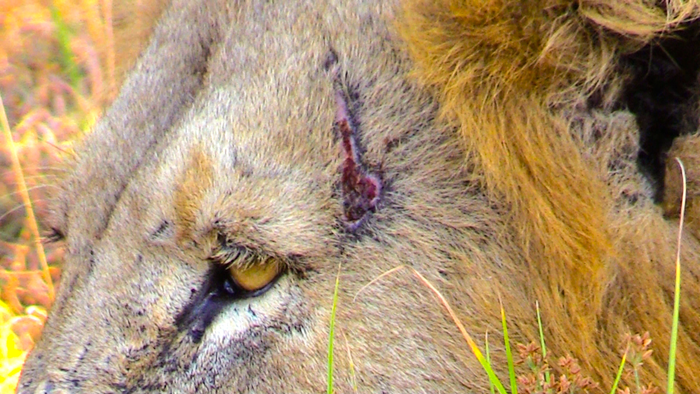 The Trilogy - Lion with Scar