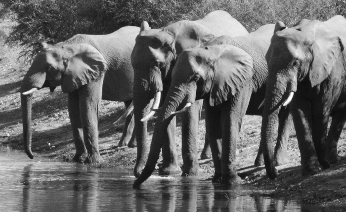 Tuskers at nDzuti Dam