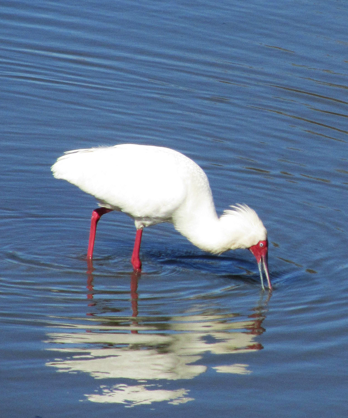 Spoonbill at dam