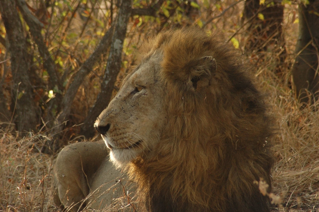 Trilogy male lion