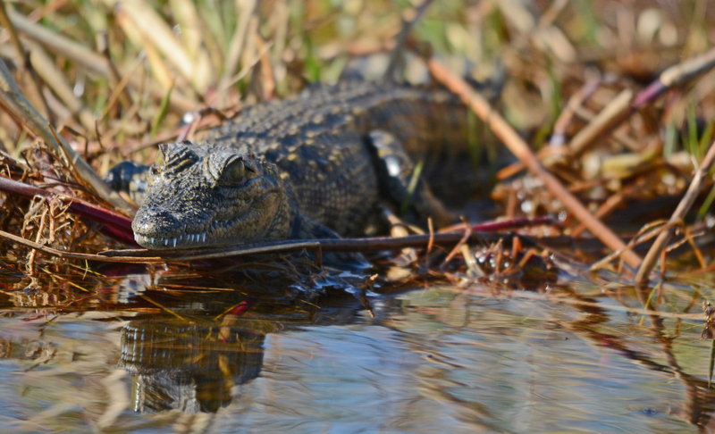 Crocodile in Okavango Delta