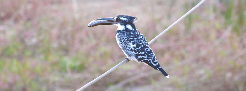 Kingfisher fishing in Klaserie.