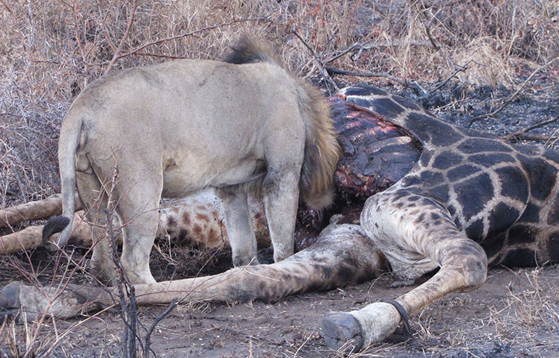 Lion feeding on giraffe