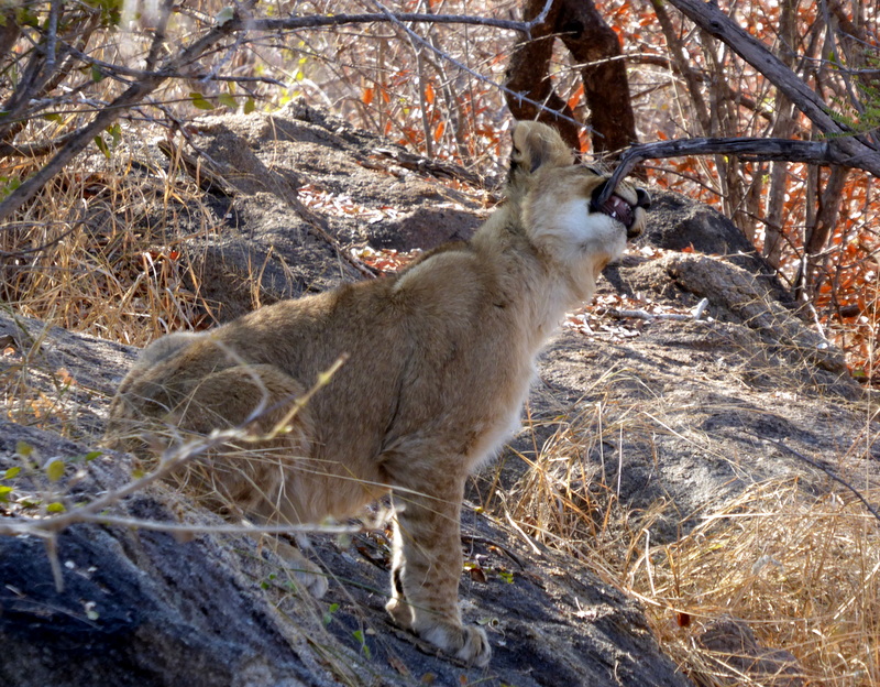 One of the 4 playful lion cubs seen on game drive in Karongwe Game Reserve with Nokana.