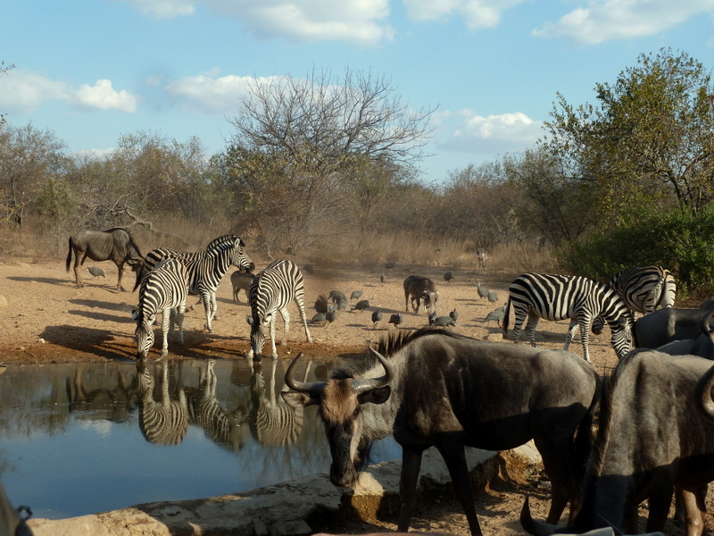 A game viewing festival to be had at the Nokana Waterhole.