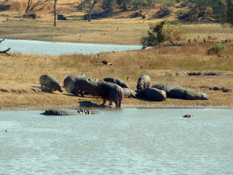 This large dam in the Kruger National Park was filled with hippo and a whole host of other species (can you see the fish eagle?)