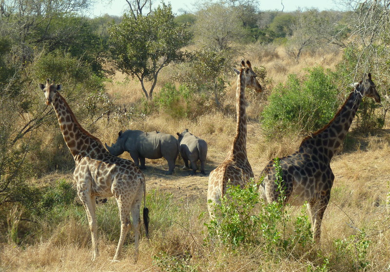 Beautiful sight of this mamma rhino and her big calf. Oh, and the giraffes!