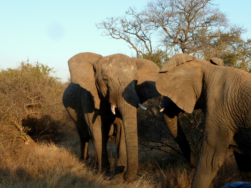 Tshukudu's big matriarch approaches her companion in greeting.