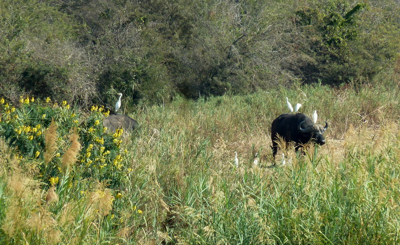 olifantsriver-nokana