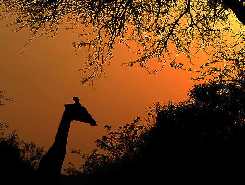Giraffe near nThambo Tree Camp
