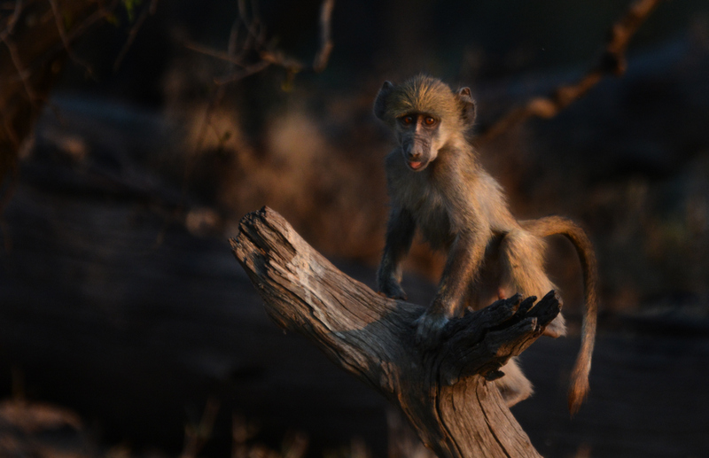 baboon-camp-linyanti-KM