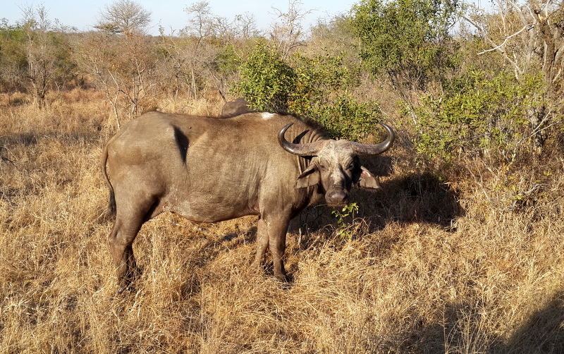Very old buffalo cow has lived a long life in the brutal African bush.
