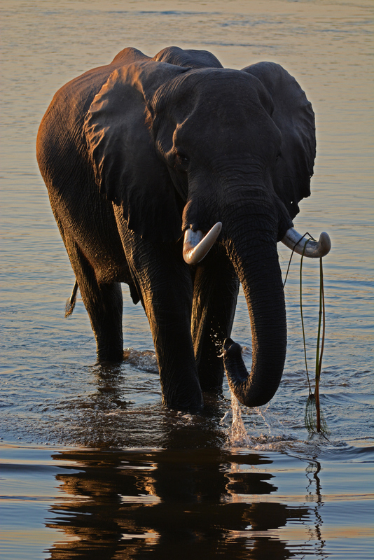 elephant-camp-linyanti