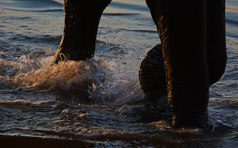 elephant-feet-camp-linyanti-KM