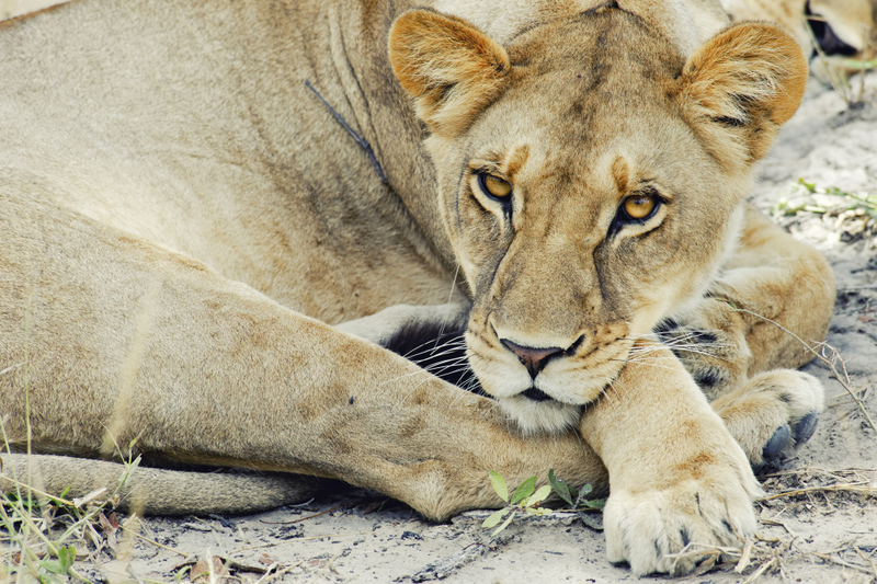 lioness-camp-linaynti-KM