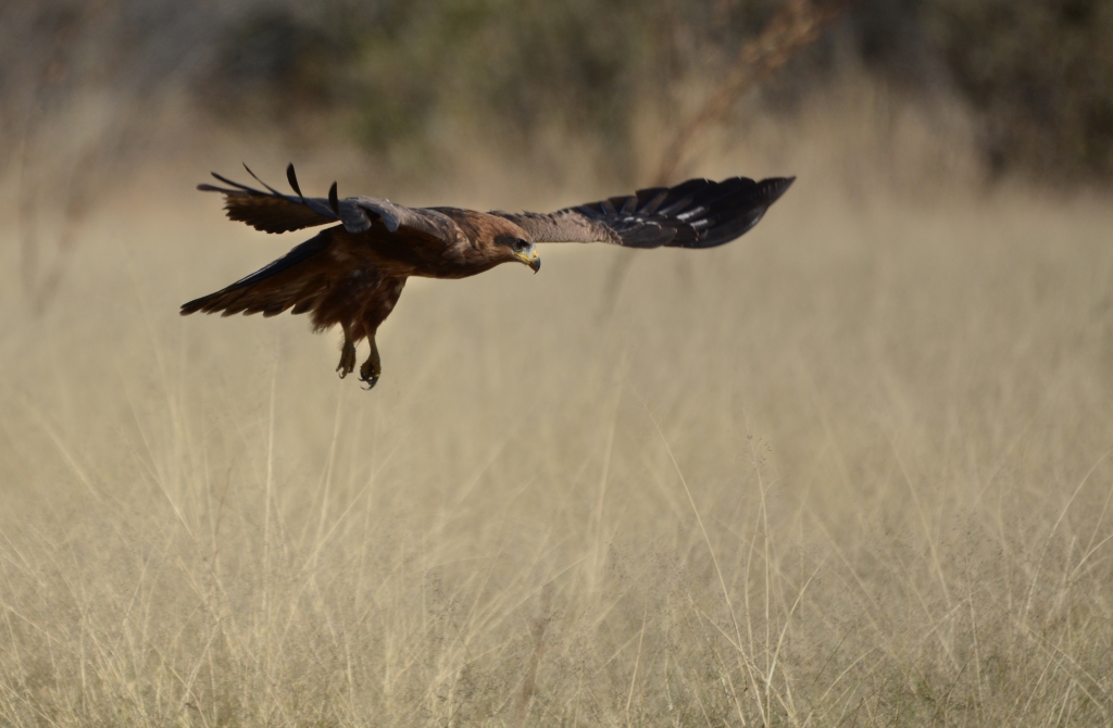 Yellow-billed Kite