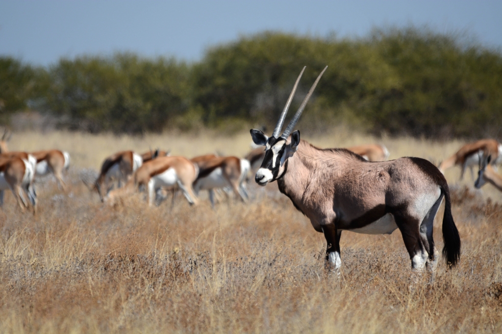 Gemsbok at Haina