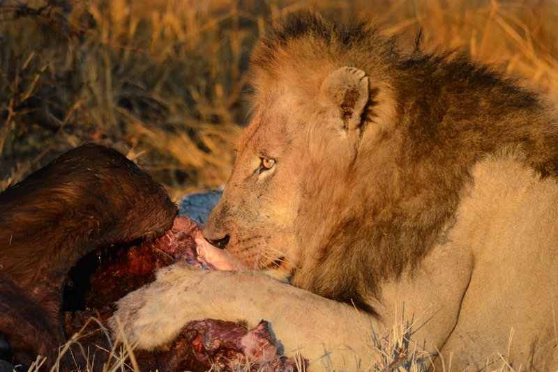 trilogy-aof-kevinmaclaughlin