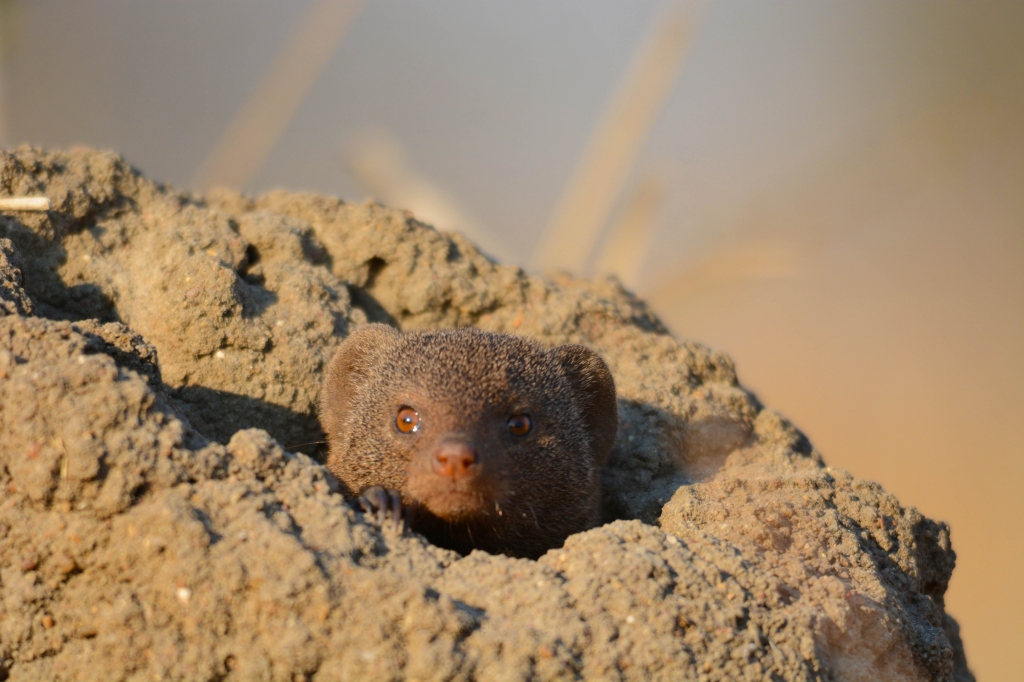Dwarf mongoose