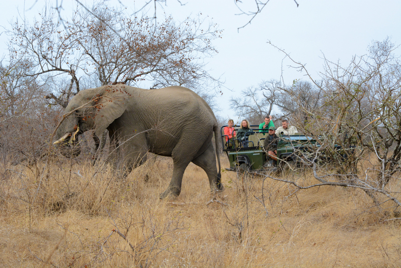 elephant-aof-kevinmaclaughlin