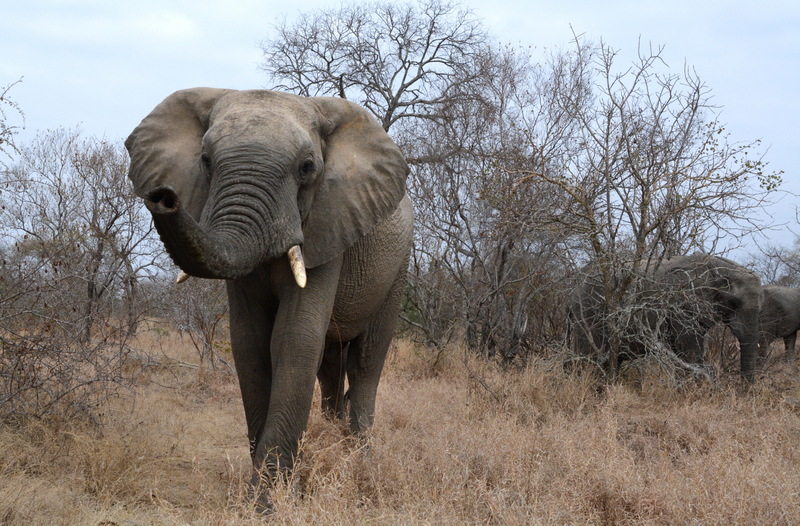 elephant-aof-kevinmaclaughlin