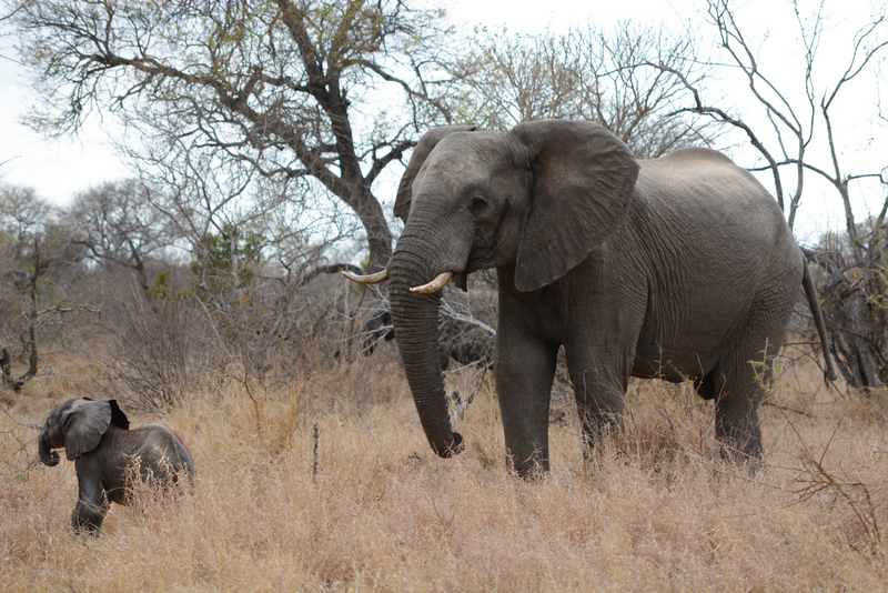 elephant-aof-kevinmaclaughlin