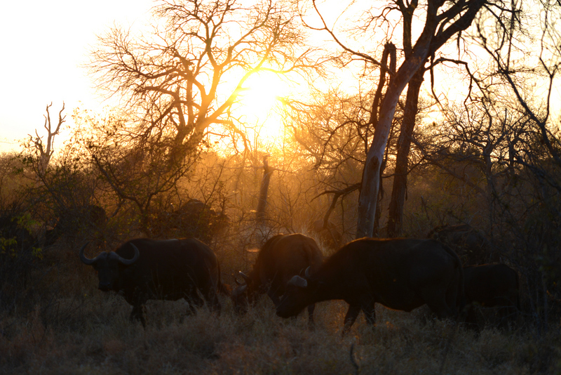 buffalo-aof-kevinmaclaughlin