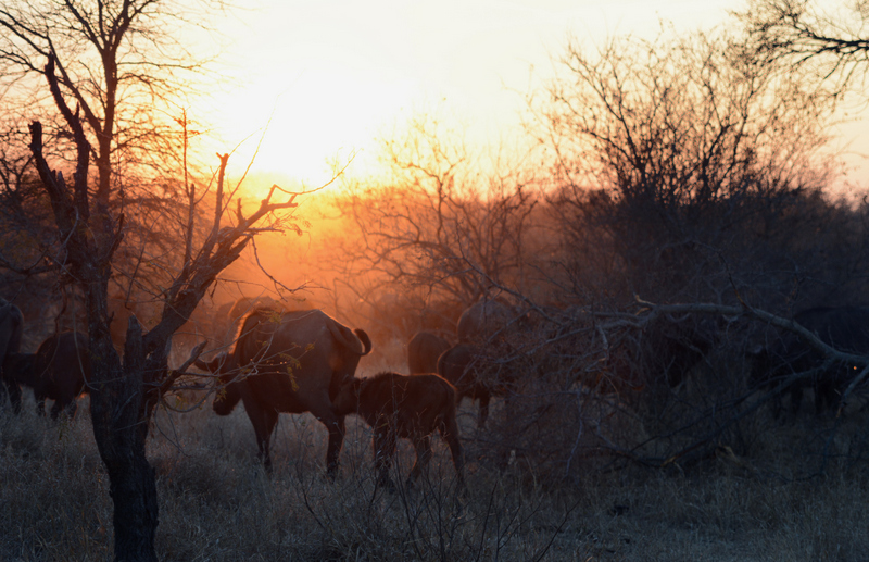 buffalo-aof-kevinmaclaughlin