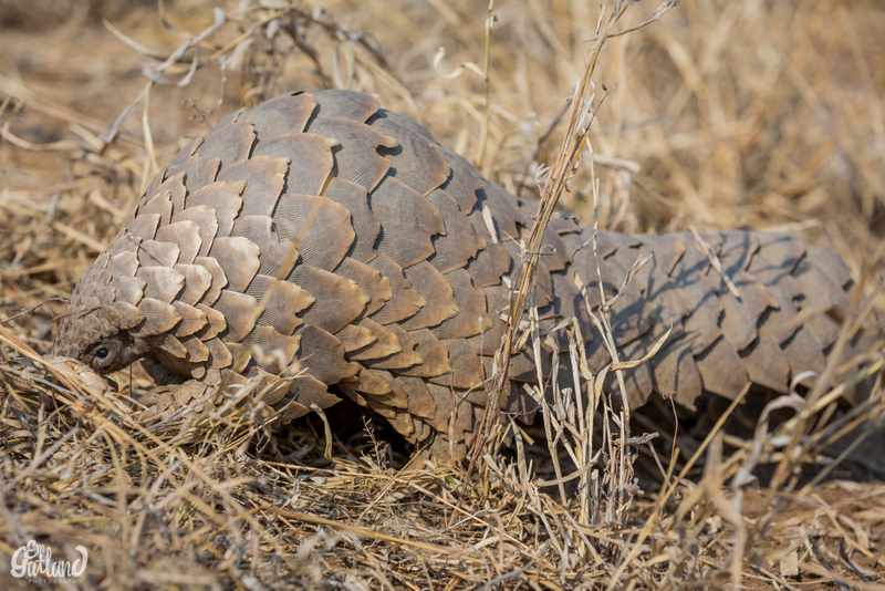 pangolin-emgatland-klaserie