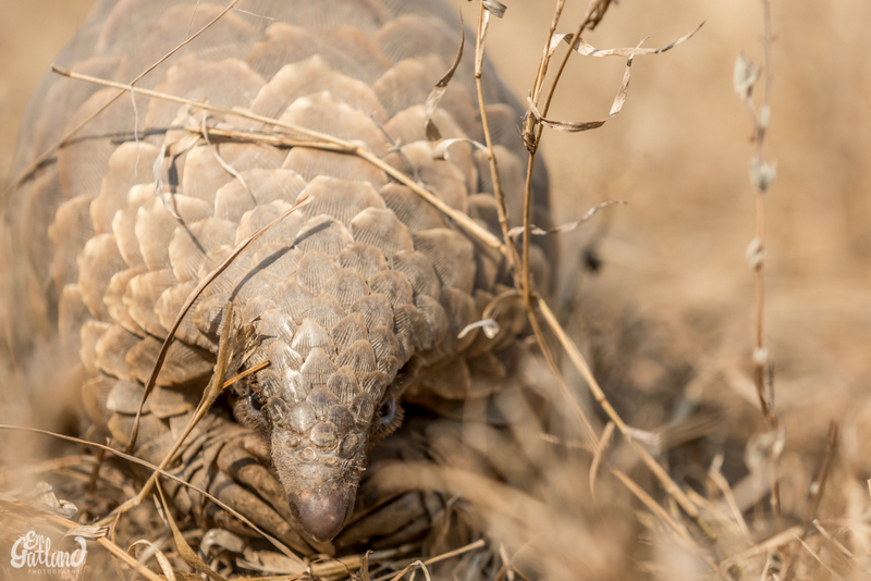 pangolin-emgatland-klaserie
