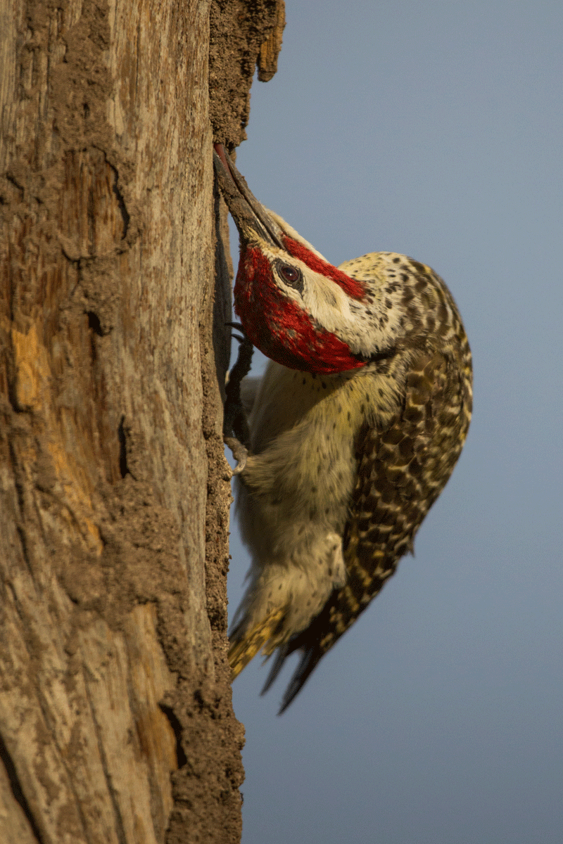 bennettswoodpecker-rorybrui