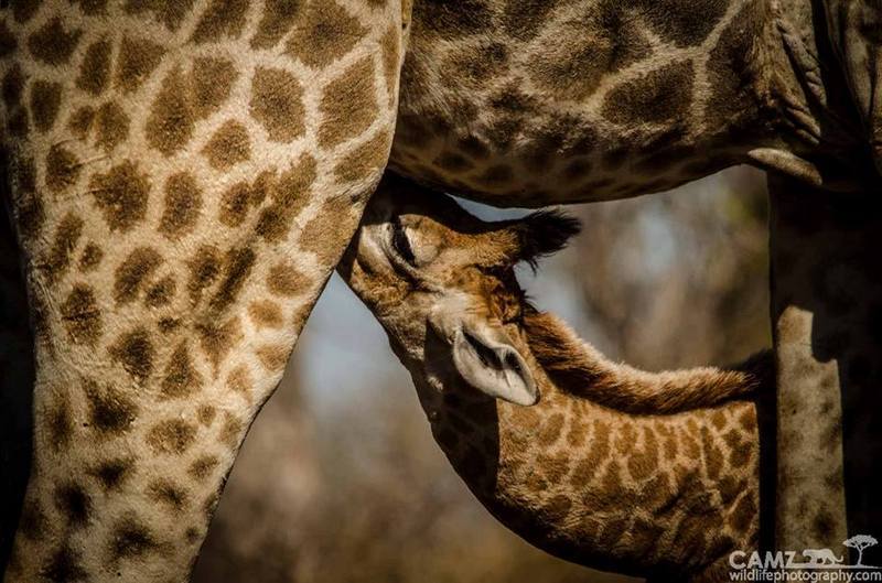 ©Cameron Engelbrecht