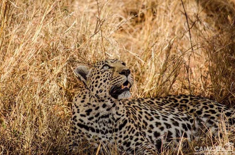 cameron-umkumbe-leopard-001