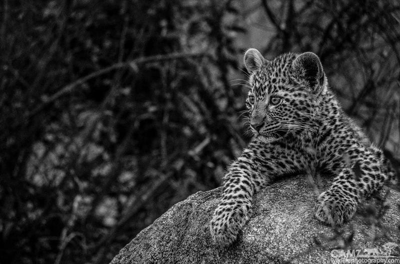 cameron-umkumbe-leopardcub-001