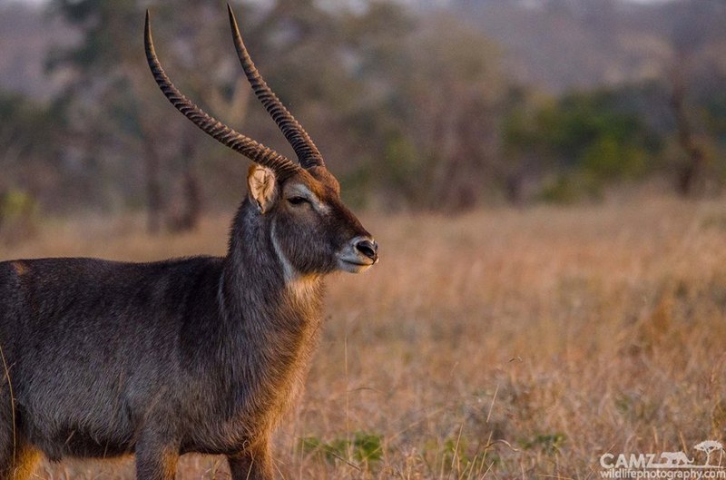 Male waterbuck looking regal at Umkumbe Safari Lodge. ©Cameron Engelbrecht
