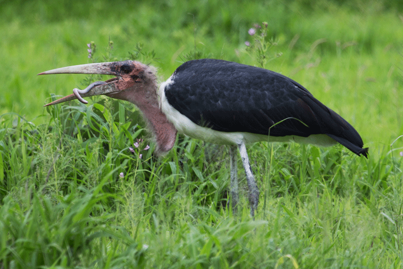 maraboustork-rorybruins-khw