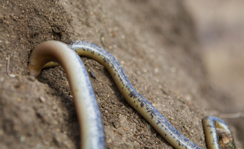 aof-blindsnake-171014