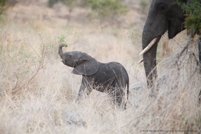 babyele-umkumbe-angelerouillard