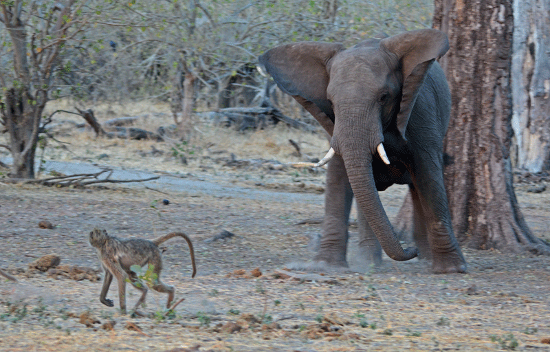 Elephant at Camp Linyanti