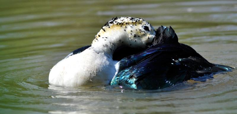 combduck-kruger-kevin