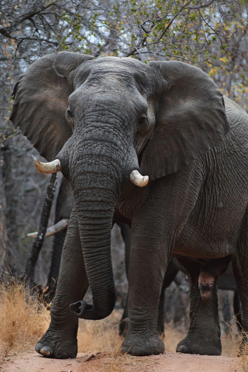A visitor to Makubu Lodge in the Marakapula Reserve this morning.