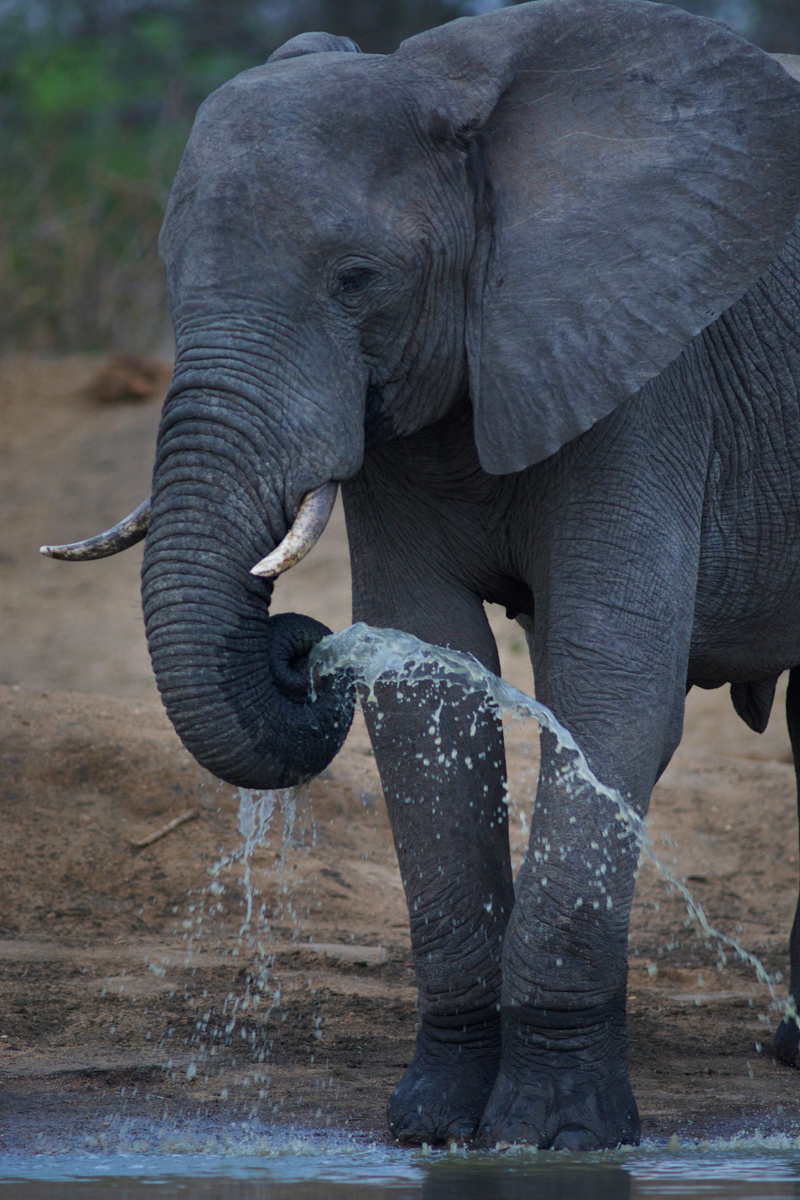 elephant-nokana-kevinmaclaughlin