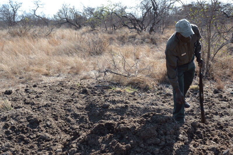 Tracker, Enoch, and a large rhino midden.
