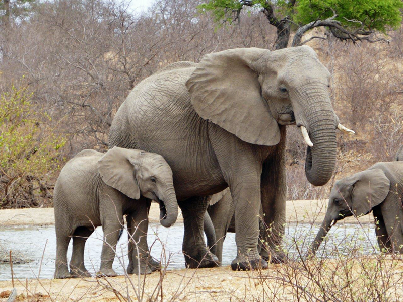 judy-elephants-ndzuti