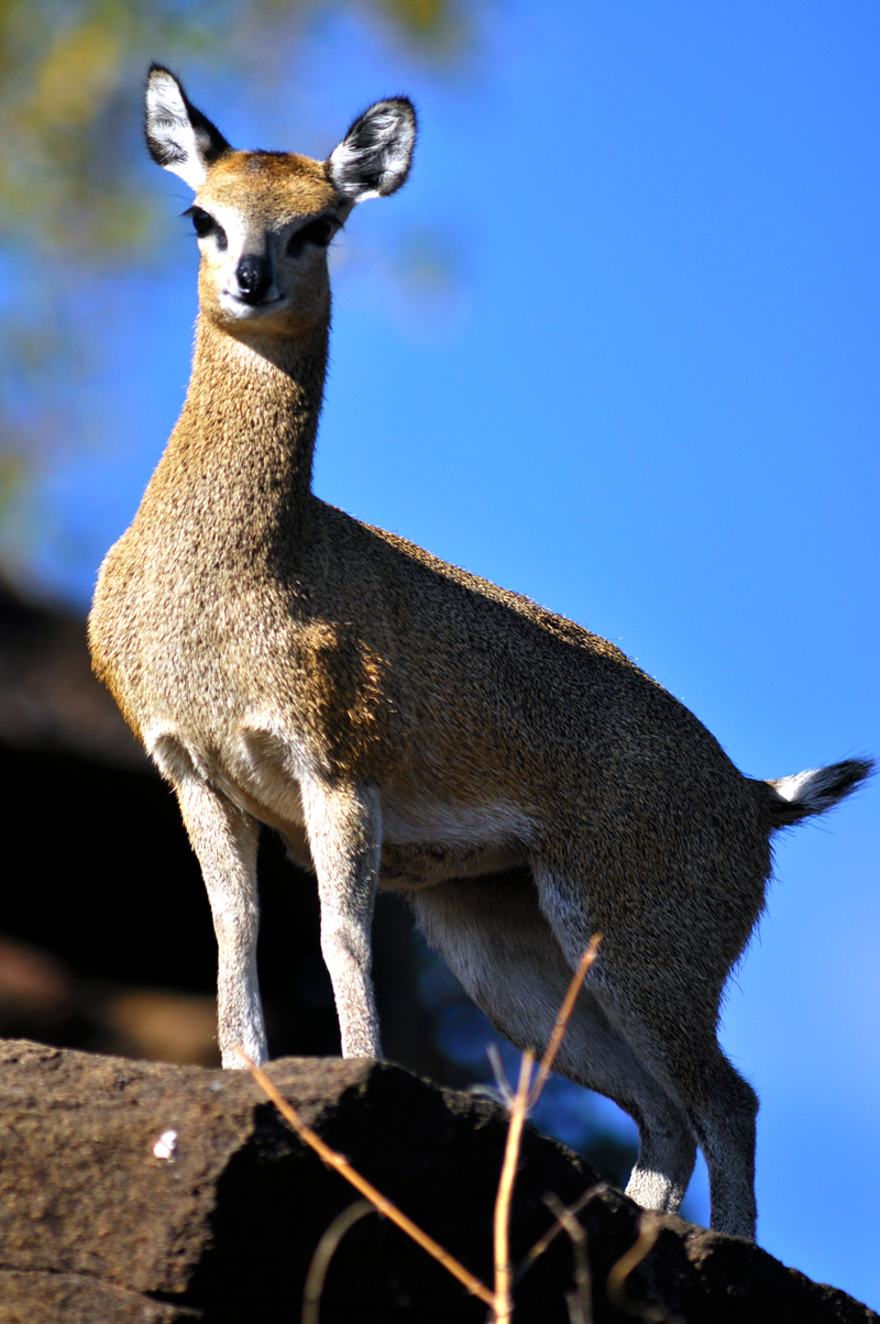 klipspringer-kruger-kevin