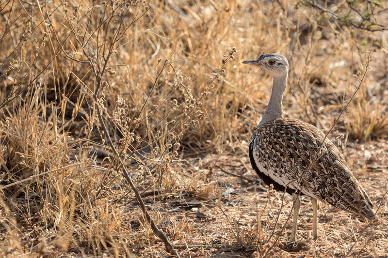 Red-crested korhaan captured by Em Gatland at nDzuti Safari Camp.