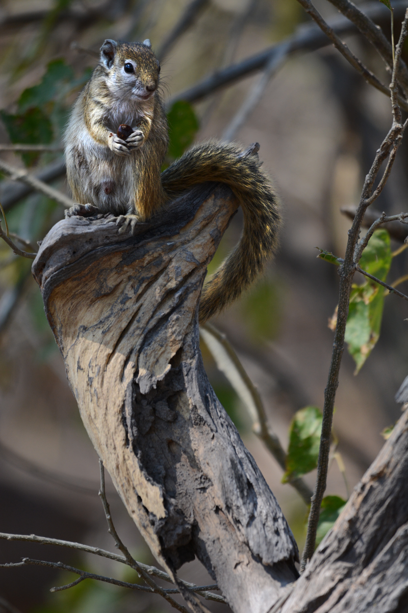 linyanti-squirrell-kevin