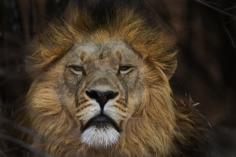 Photo by Kevin MacLaughlin